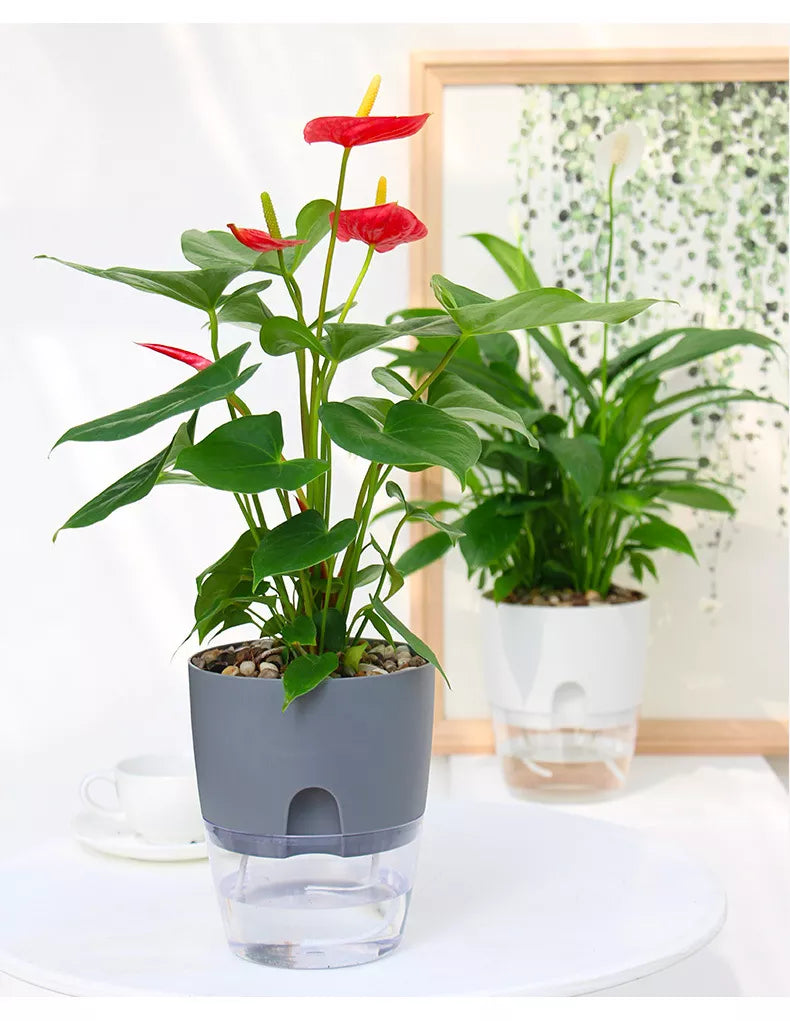 Transparent Self Watering Flower Pot -ShopMallUniverse